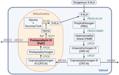 5-aminolevulinic acid induced photodynamic reactions in diagnosis and therapy for female lower genital tract diseases